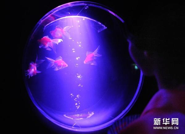 梦幻水族馆 图|东京|日本_凤凰文化