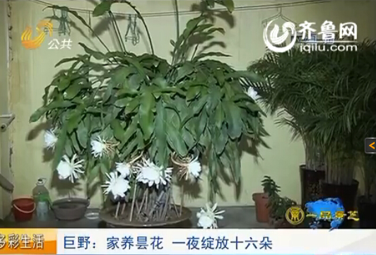 视频来源:山东广播电视台新闻中心《今日报道》