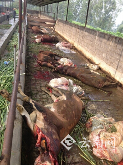 被雷打死的牛横七竖八地倒在地上