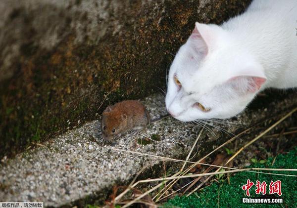 斯洛文尼亚上演现实版猫和老鼠|院子|老鼠