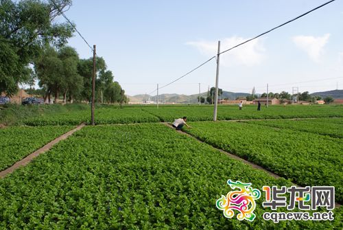宁夏西吉芹菜“南下”重庆，亲，你吃过没？ 受访者供图 华龙网 发