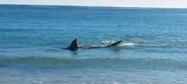 　　澳大利亚4米长大白鲨吞食海狮被噎死。