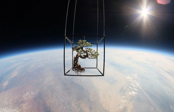 日本艺术家东信通过氦气球将盆景送至太空边缘。（网页截图）