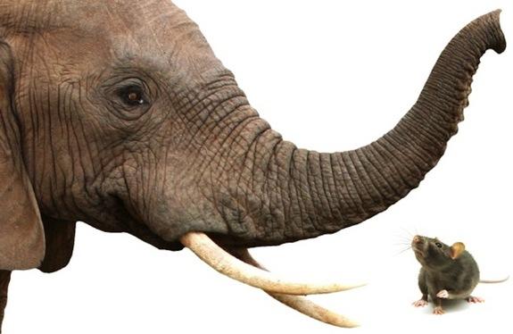 大象不光鼻子长，嗅觉也非常灵敏。（资料图）