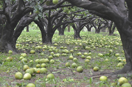 风灾造成台湾农业损失近3亿元新台币 花莲最为