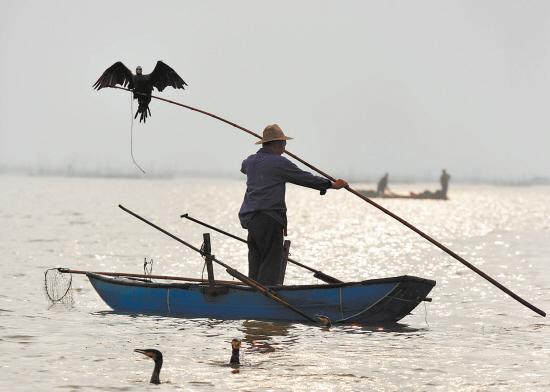 鸬鹚捕鱼技艺濒临失传 白马湖仅几位老年渔民坚守|捕鱼|渔民_凤凰文化