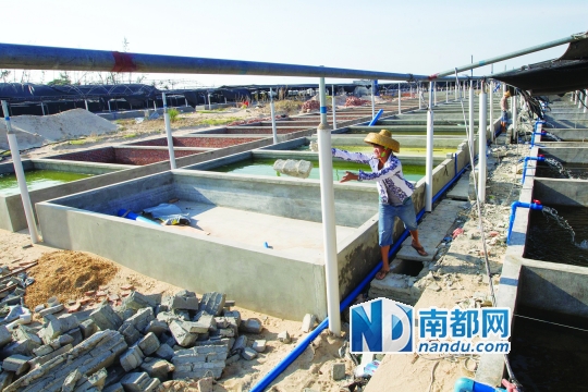 7月23日,海南省文昌市翁田镇田南村一海螺养殖场,工人在搬运倒塌围墙的砖块。