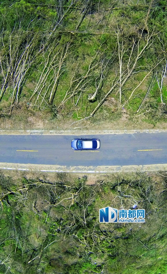 在台风威马逊肆虐下，海南文昌市翁田镇道路两旁的树木齐刷刷倒下。南都记者陈坤荣摄（航拍图片）