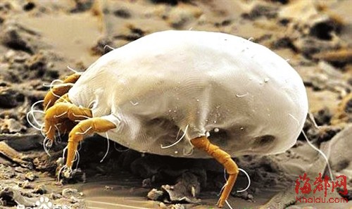 公园里纳凉 草地藏危险|焦痂|恙虫