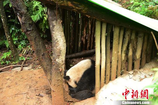 大熊猫“优优”在木棚中产仔。 赵燕 摄