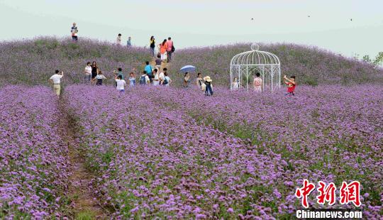 山东章丘大面积熏衣草花开获誉东方普罗旺斯