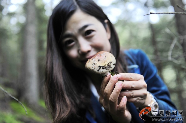 贺兰山紫蘑进入采摘季 注意区分勿采毒蘑菇|蘑