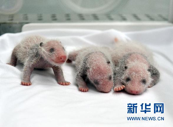 这是广州长隆野生动物世界提供的三胞胎大熊猫幼仔照片（8月9日摄）。 新华社发