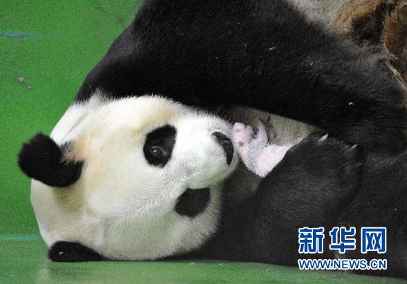 这是广州长隆野生动物世界提供的大熊猫妈妈“菊笑”怀抱一只幼仔的照片（8月10日摄）。新华社发