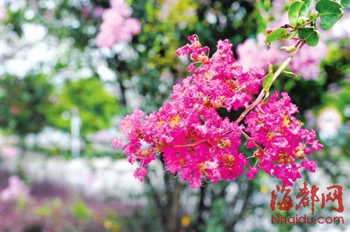 红紫薇花艳丽