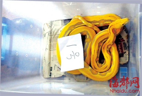 被查获的黄金蟒