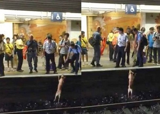 黄狗闯入港铁铁轨遭碾毙。图自台湾“东森新闻云”