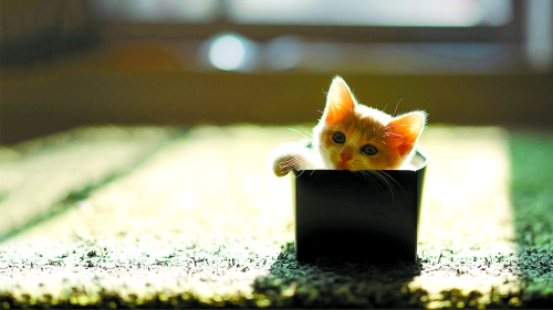 小帅猫 橙子|小帅|摸摸