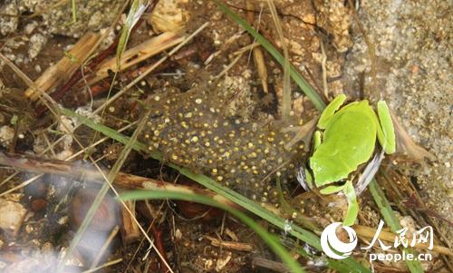 秦岭雨蛙在景区产卵蒲志勇摄