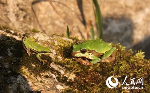小雨蛙跟着“妈妈”在景区探寻世界蒲志勇摄
