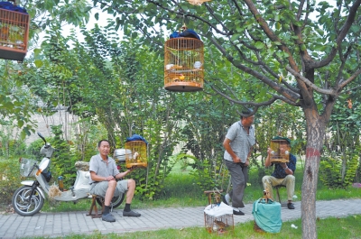 听曲逗鸟品杯茶城墙根下享生活|公园|石凳_凤凰资讯