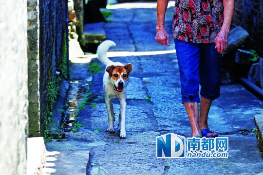 小狗和主人走在青石板路上。