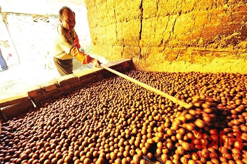 烘焙前，磨过皮的龙眼要均匀地铺在焙炉的竹箅上