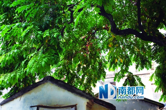 紫西岭三巷39号，是惠州知名的文史及苏学专家吴仕端生前的家，门前绿树成荫。