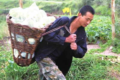 菜花丰收心头乐 中国甘肃网9月12日讯 据兰州日报报道(记者 柴希中