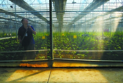 种苗梦工厂|农艺|农业科技