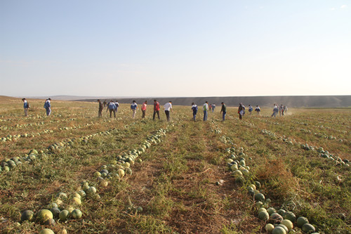 一八六团中学加强学生社会实践锻炼助职工秋收