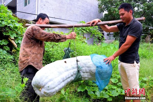 福建：农户种出173.5斤巨型冬瓜 扁担被压弯(图)