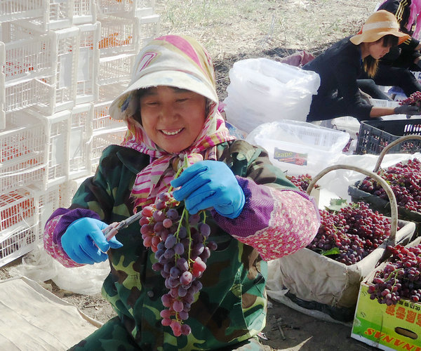新疆一三一团十连葡萄采摘由持证分拣员完成