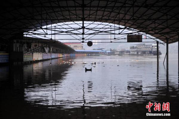 长江涨水致重庆一物流市场被淹|水位|洪水