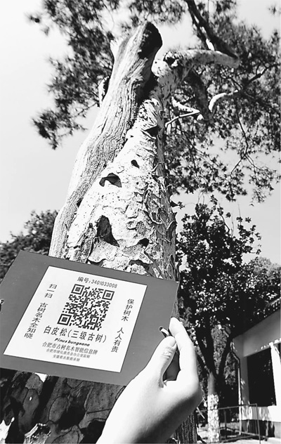古树身份 扫扫就知道|古树|二维码_凤凰资讯