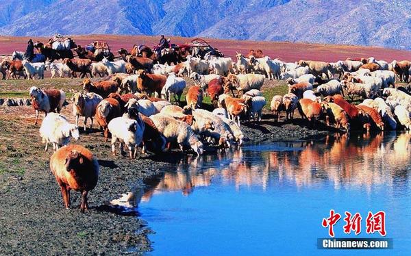 镜头实拍新疆哈萨克族牧民秋季转场生活|牧场