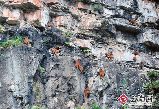 玉米地里有人，猴群就在岩壁上玩耍。