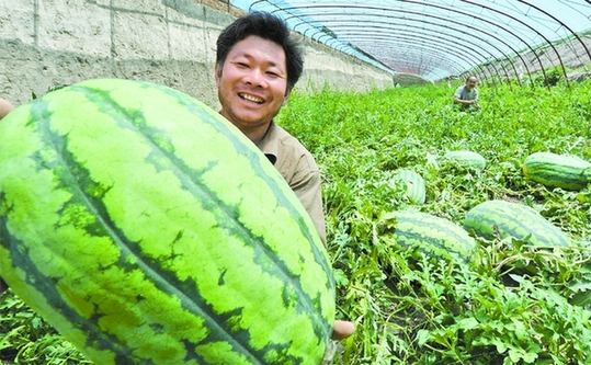 8月19日,赵效东在展示他培育种植的特大西瓜.