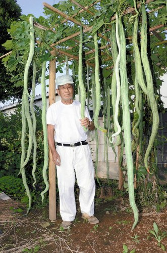 　　日本滋贺县一市民在自家庭院种的蛇瓜。