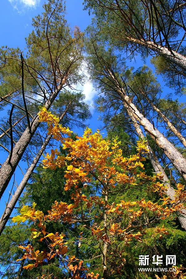 白俄罗斯:明斯克的郊外秋意浓【高清】|气温|明斯克