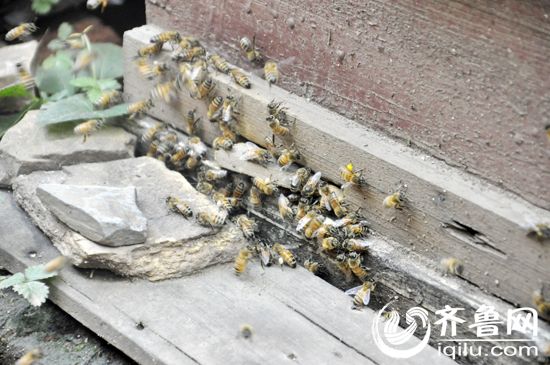 　　国家一级作家王均镇变身蜂农，把蜜蜂养的“风生水起”。（董光强 摄）
