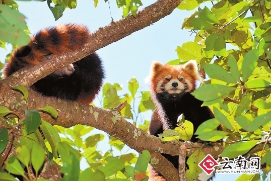 小熊猫躲在树上不下来