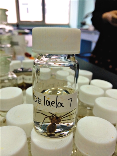 北京顺义检验检疫局实验室将截获的海外蜘蛛制作成标本。本组图片/新京报见习记者 李婷婷