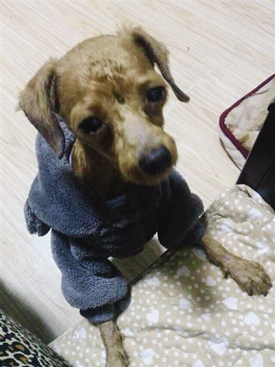 它全身剃毛 左后腿微瘸|女士|泰迪