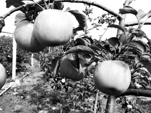 苹果怎么吃好一点 4182e087-3c33-4163-9a17-9c484810521a.jpg