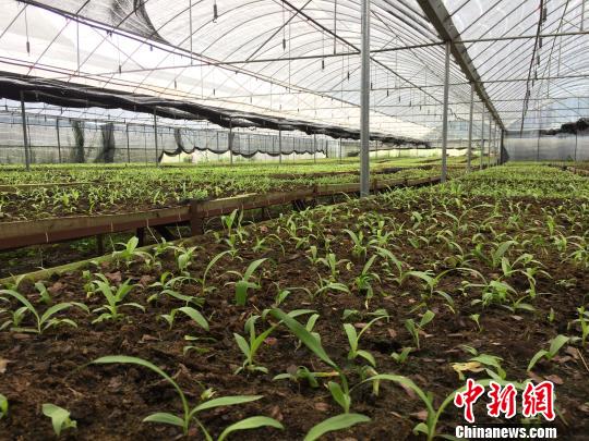 白芨组培种球驯化基地　吴明开　摄