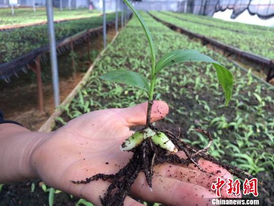 白芨组培种球　吴明开　摄