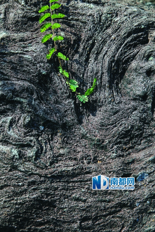 ●七娘山上的流纹岩。这是一种相当于花岗岩的火山喷出岩。岩石为灰色、粉红色或砖红色，有斑状结构和流纹状结构。