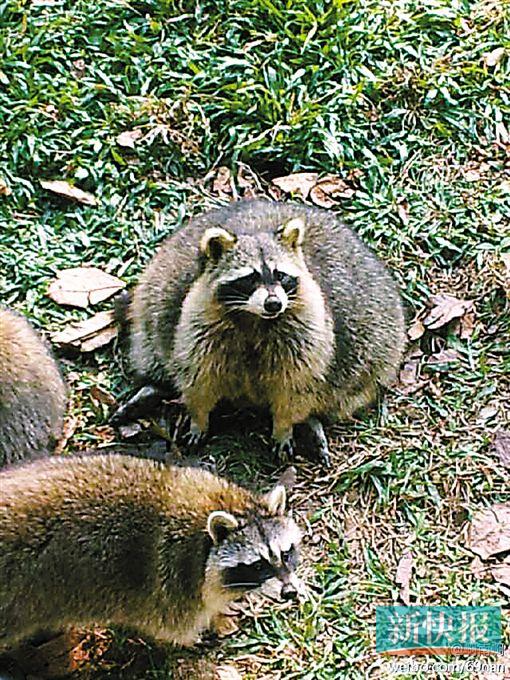 @啊南啊 :告诉我,你们真的是浣熊吗?有这么肥的浣熊吗?为什么网上的都那么瘦?一群吃货。肯定是被游客喂肥了。妈妈,我是不是眼花了……