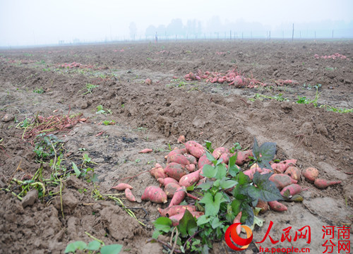 陈师傅的红薯地